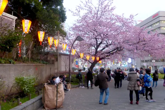 Cherry blossom at Ueno Park