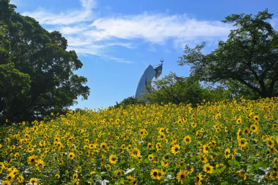 Sunflowers at Expo '70 Commemorative Park (Osaka)