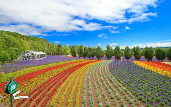 Lavender at Farm Tomita