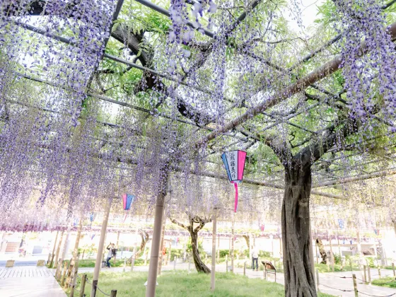 Wisteria at Flower Park Konan (Aichi)
