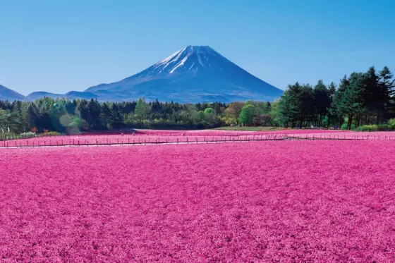 Shibazakura at Fuji Motosuko Resort (Yamanashi)