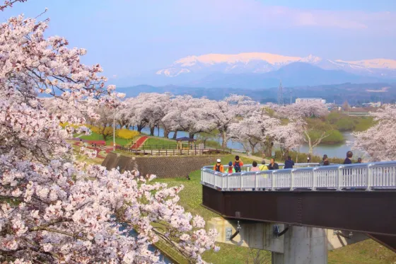 Cherry blossom at Funaoka Castle Ruin Park (Miyagi)