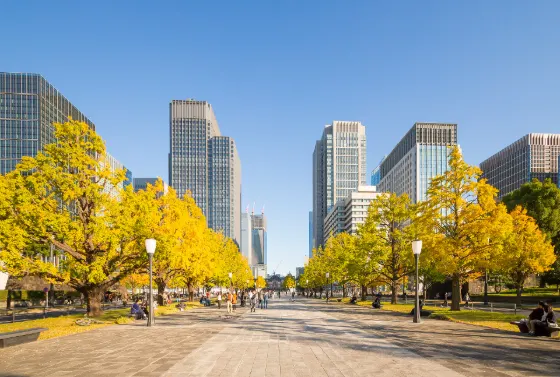 Ginkgo at Gyoko-dori Ginkgo Avenue