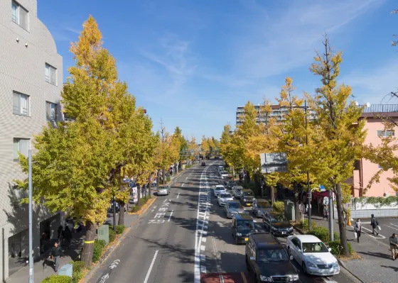 Ginkgo at Hachioji Koshu Kaido Ginkgo Avenue