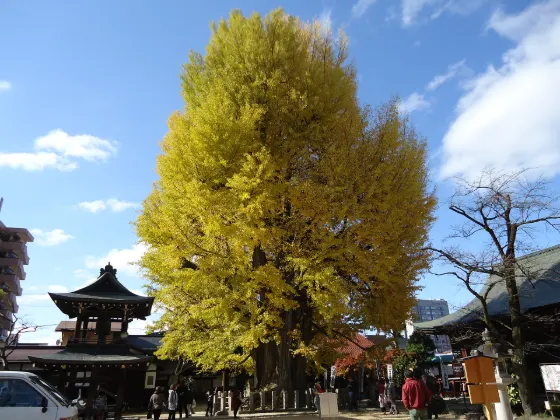 Ginkgo at Hida Kokubun-ji Ginkgo