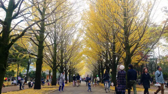 Ginkgo at Hikarigaoka Park Ginkgo Avenue