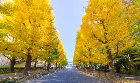 Ginkgo at Keio University Hiyoshi Ginkgo Avenue