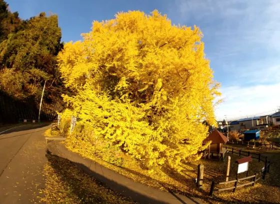 Ginkgo at Kitakanegasawa Ginkgo