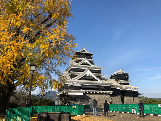 Ginkgo at Kumamoto Castle Ginkgo