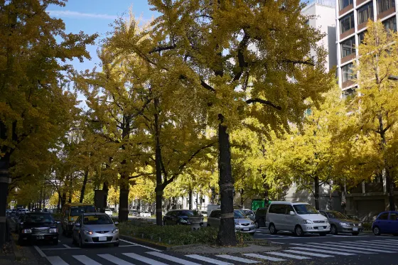 Ginkgo at Midosuji Ginkgo Avenue