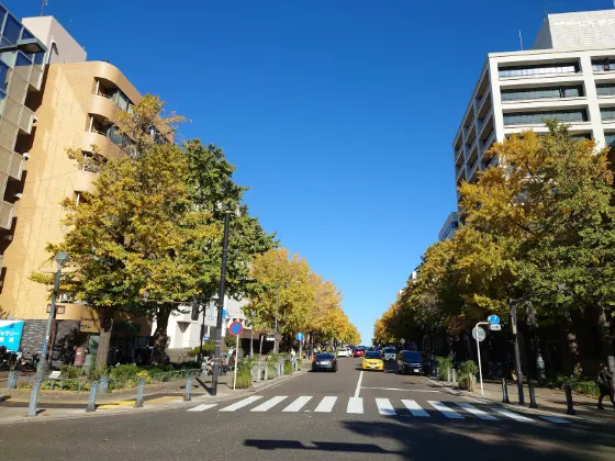 Ginkgo at Nihon Odori Ginkgo Avenue