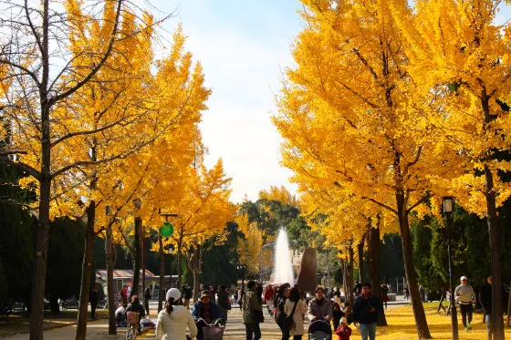 Ginkgo at Osaka Castle Park Ginkgo