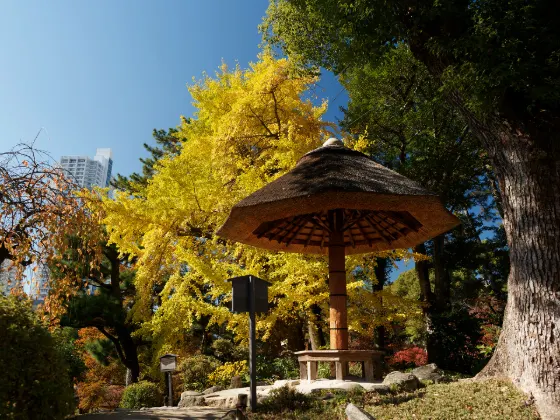 Ginkgo at Shukkeien A-bombed Ginkgo