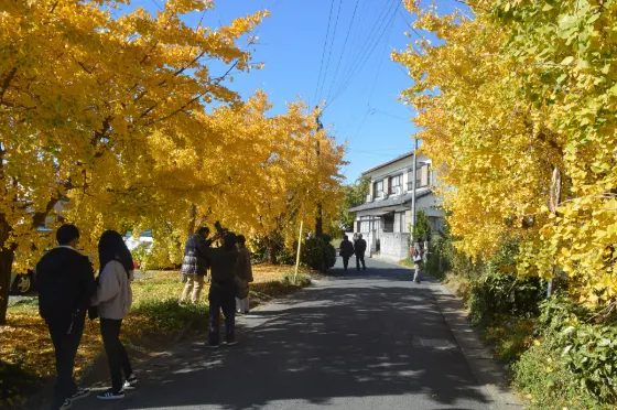 Ginkgo at Sobue Ginkgo Villages