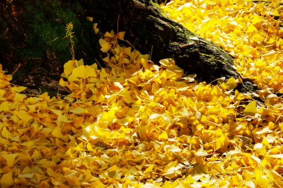 Ginkgo at Ueda Castle Ginkgo