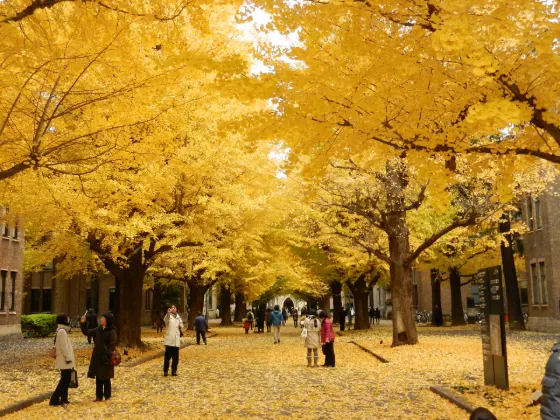 Ginkgo at University of Tokyo Ginkgo Avenue