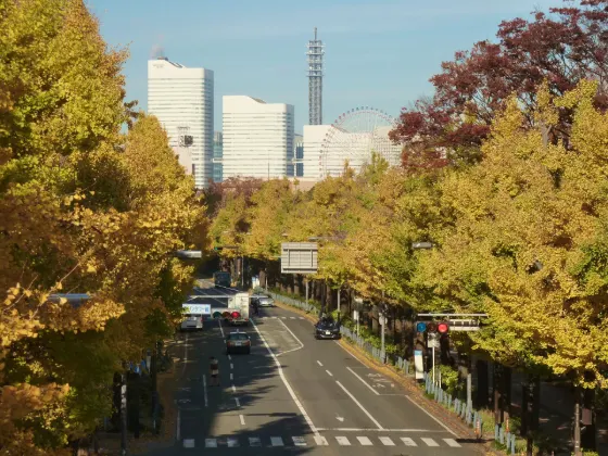 Ginkgo at Yamashita Koen-dori Ginkgo Avenue