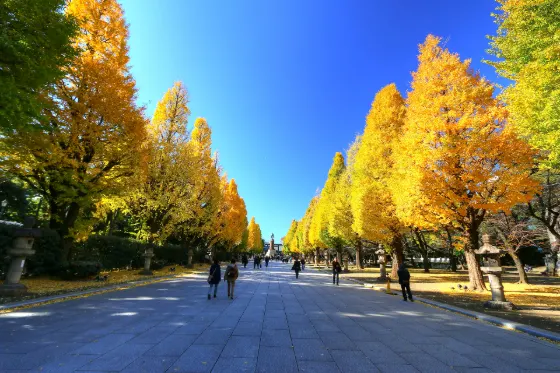 Ginkgo at Yasukuni Shrine Ginkgo