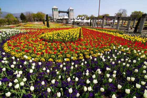 Tulips at Gunma Flower Park (Gunma)