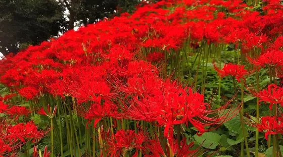 Red spider lily at Hagurosan Park