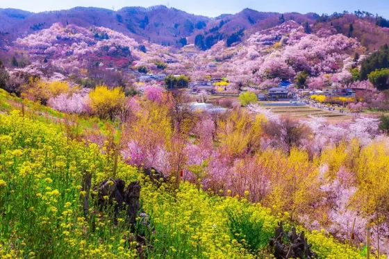 Mixed gardens at Hanamiyama Park (Fukushima)