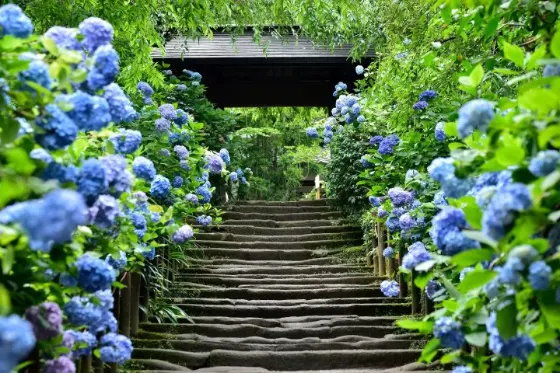 Hydrangea at Hasedera Temple