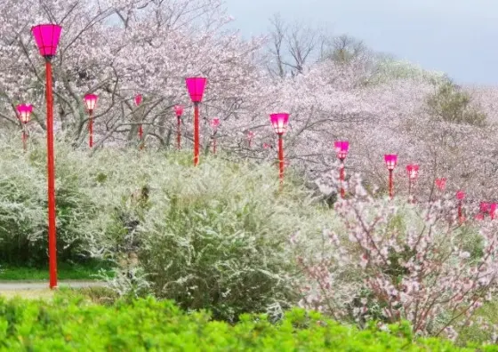Cherry blossom at Heisogen Park (Wakayama)