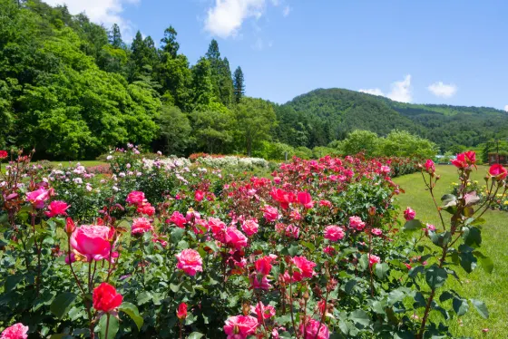 Roses at Higashizawa Rose Park (Yamagata)