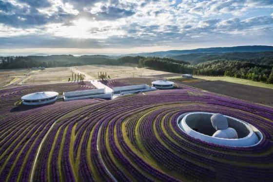 Lavender at Hill of the Buddha