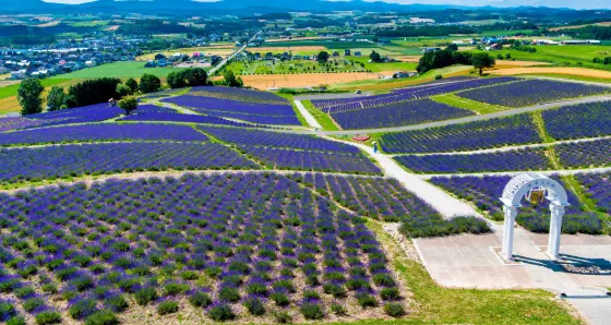 Lavender at Hinode Park Lavender Garden