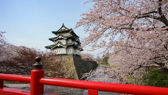 Cherry blossom at Hirosaki Park (Aomori)