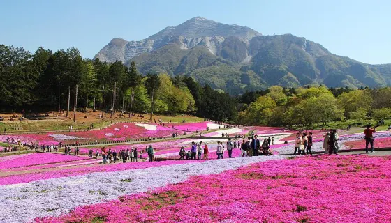 Shibazakura at Hitsujiyama Park (Saitama)