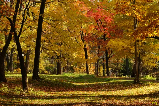 Autumn leaves at Hokkaido University Botanic Garden