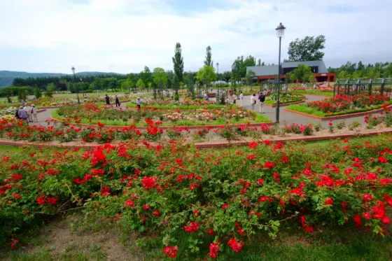 Roses at Iwamizawa Park Rose Garden