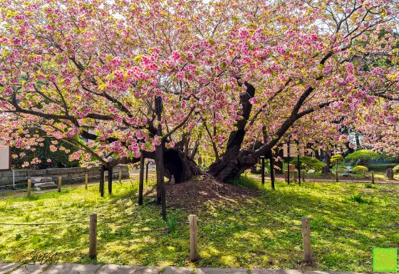 Cherry blossom at Kechimyaku-zakura (Matsumae)