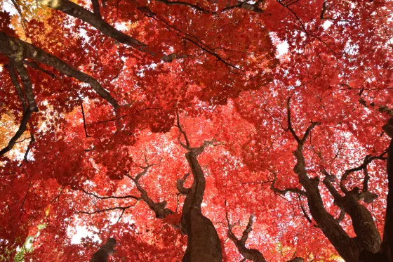 Autumn leaves at Kosetsu-en Garden (Hakodate)