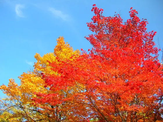 Autumn leaves at Sounkyo Gorge