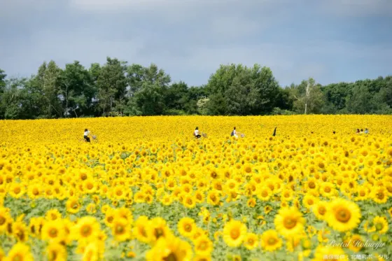 Sunflowers at Hokuryu Sunflower Village