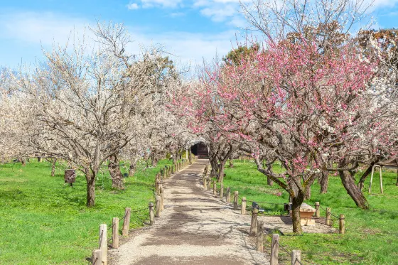 Plum blossom at Kairakuen Garden