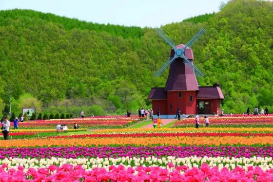 Tulips at Kamiyubetsu Tulip Park