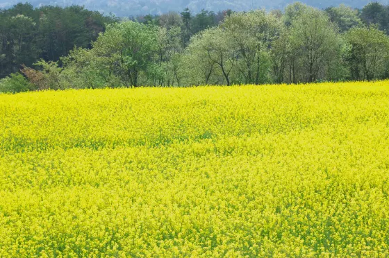 Shibazakura at Flower Village Kamu-no-Sato