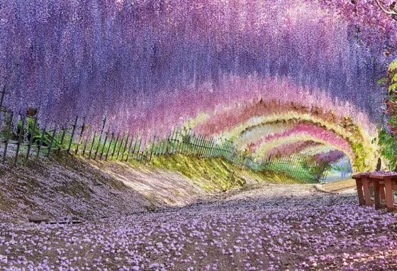 Wisteria at Kawachi Wisteria Garden (Fukuoka)