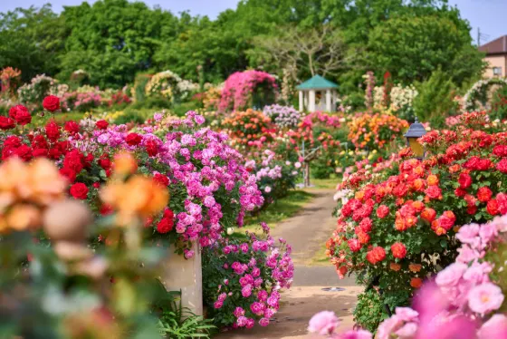 Roses at Keisei Rose Garden