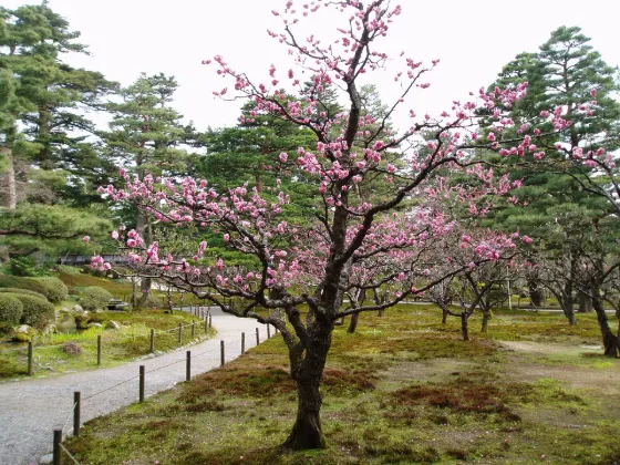 Cherry blossom at Kenrokuen (Ishikawa)