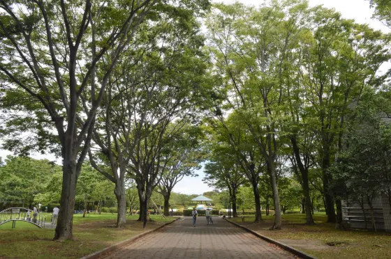 Kinmokusei at Johoku Park Kinmokusei
