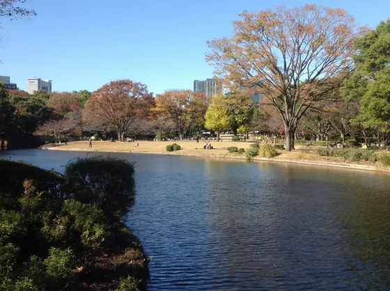 Kinmokusei at Kitanomaru Park Kinmokusei