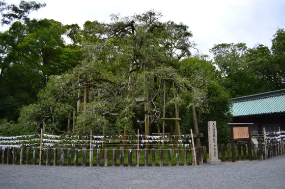 Kinmokusei at Mishima Taisha Kinmokusei