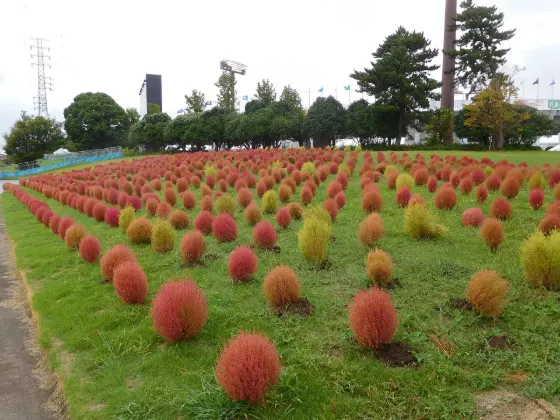Kochia at Expo '70 Commemorative Park