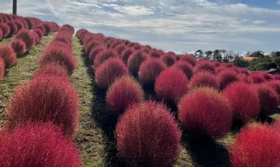 Kochia at Biwako Hakodateyama
