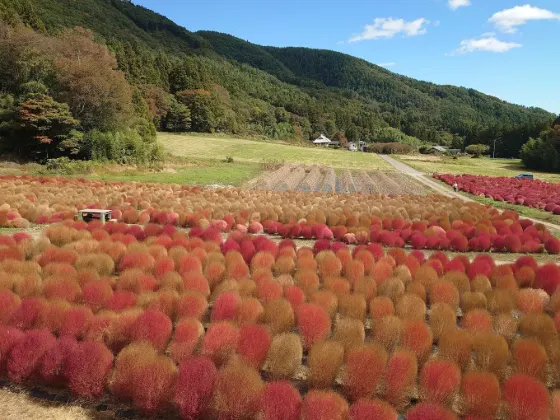 Kochia at Igano Flower Garden